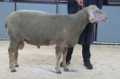 1a-Böcke Altheim 13.09.2014