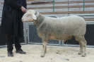Kat11: DE 0109 9 572 0547 T, W8/B8/AE8, Gewich 144 kg
