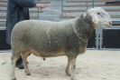 Kat12: DE 0109 9 572 0538 T, W7/B8/AE7, Gewicht 156 kg