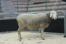 Kat14: DE 0109 9 572 0539 T, W8/B8/AE7, Gewicht 172 kg