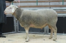Kat6: DE 0109 9 572 0534 T, W8/B8/AE7, Gewicht 169 kg