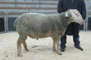 Kat 17: DE 0109 9 568 0477 RL, W8/B8/ÄE8, Gewicht 148 kg