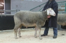 Kat 24: DE 0109 9 568 0470 RL, W8/B8/ÄE8, Gewicht 142 kg