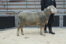 Kat 28-int.Res.: DE 0109 9 648 0753 FR, W8/B8/ÄE7, Gewicht 149 kg