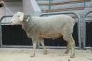 Kat 41-1.Res.: DE 0109 9 761 0138 OB, W8/B7/ÄE7, Gewicht 122 kg