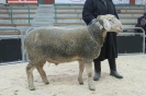 Kat 52: DE 0109 9 568 0480 RL, W8/B7/ÄE8, Gewicht 137 kg