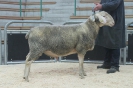 Kat 76: DE 0109 9 568 0493 RL, W7/B8/ÄE8, Gewicht 114 kg