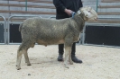 Kat 77: DE 0109 9 568 0490 RL, W8/B7/ÄE8, Gewicht 116 kg