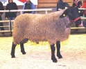 14.03.2015: 1a-Böcke Straubing