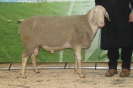 Kat27: DE 0109 9 272 0761 RR, geb. 03.04.2014, W8/B7/AE8, Gewicht 129 kg