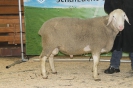 Kat31: DE 0109 9 678 0869 SI, geb. 10.04.2014, W8/B9/AE7, Gewicht 160 kg