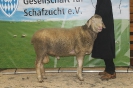 Kat34-1.Res.: DE 0109 9 199 0400 KR, geb. 24.04.2014, W7/B8/AE7, Gewicht 144 kg