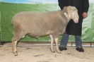 Kat1: DE 0109 9 678 0859 SI, geb. 07.01.2014, W8/B7/AE8, Gewicht 153 kg