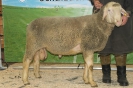 Kat21-int.Res: DE 0109 9 648 0930 FR, geb. 26.03.2014, W8/B8/AE7, Gewicht 152 kg
