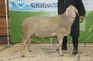 Kat44: DE 0109 9 572 0636 T, geb. 26.05.2014, W8/B7/AE8, Gewicht 144 kg