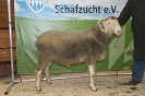 Kat59: DE 0109 9 471 0652 K, geb. 15.08.2014, W7/B8/AE7, Gewicht 135 kg