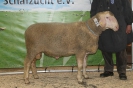 Kat61: DE 0109 9 176 0695 S, geb. 19.09.2014, W6/B9/AE8, Gewicht 149 kg