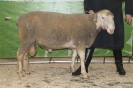 Kat63: DE 0109 9 669 0809 BS, geb. 27.08.2014, W8/B7/AE7, Gewicht 130 kg