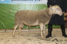 Kat65: DE 0109 9 669 0815 BS, geb. 02.09.2014, W7/B8/AE7, Gewicht 143 kg