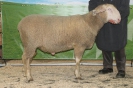 Kat69: DE 0109 9 176 0700 S, geb. 29.09.2014, W8/B8/AE7, Gewicht 131 kg