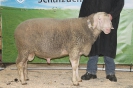 Kat10: DE 0109 9 678 0861 SI, geb. 09.02.2014, W7/B9/AE8, Gewicht 164 kg