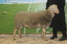 Kat23: DE 0109 9 568 0617 RL, geb. 28.03.2014, W8/B7/AE8, Gewicht 131 kg
