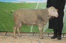 Kat7: DE 0109 9 572 0605 T, geb. 03.02.2014, W8/B8/AE8, Gewicht 146 kg