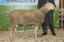 Kat75: DE 0109 9 176 0685 S, geb. 30.10.2014, W8/B7/AE8, Gewicht 126 kg