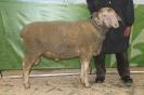 Kat94-int.Res.: DE 0109 9 176 0687 S, geb. 24.12.2014, W8/B8/AE8, Gewicht 115 kg