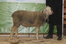 Kat100: DE 0109 9 761 0200 OB, geb. 01.01.2015, W7/B8/AE7, Gewicht 114 kg