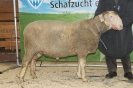 Kat37: DE 0109 9 176 0681 S, geb. 08.05.2014, W7/B9/AE8, Gewicht 172 kg