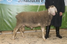 Kat104-3.Res.: DE 0109 9 669 0822 BS, geb. 10.01.2015, W8/B7/AE7, Gewicht 109 kg