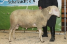 Kat11: DE 0109 9 572 0624 T, geb. 12.02.2014, W7/B9/AE8, Gewicht 154 kg