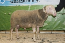 Kat17: DE 0109 9 199 0360 KR, geb. 09.03.2014, W8/B8/AE7, Gewicht 146 kg