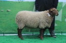 Kat 223: DE 0109 9 612 0093 BO