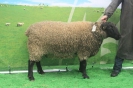Kat 181: DE 0109 9 462 0067 SV