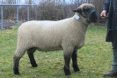 Kat 153 (Reserve): DE 0109 9 249 0164 HM: Wilhelm Huber, Wurmsham, geb. 05.12.2013, W/B8/ÄE7, Index 161, Gewicht 107 kg