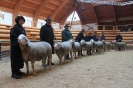 Altersklasse 7