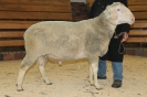 Kat11: DE 0109 9 678 0936 SI, W8/B8/AE7, Gewich 155 kg