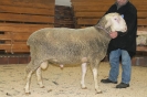 Kat15: DE 0109 9 199 0507 KR, W8/B8/AE8, Gewicht 139 kg