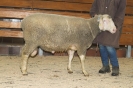 Kat19: DE 0109 9 572 0767 T, W7/B8/AE8, Gewicht 151 kg