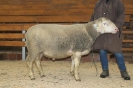 Kat17: DE 0109 9 572 0777 T, W8/B9/AE7, Gewicht 161 kg