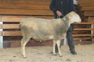 Kat43: DE 0109 9 761 0216 OB, W7/B8/AE7, Gewich7 129 kg