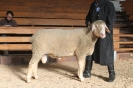 Kat53: DE 0109 9 669 0906 BS, W7/B8/AE7, Gewicht 124 kg