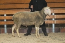 Kat58: DE 0109 9 199 0521 KR, W7/B7/AE7, Gewich 110 kg