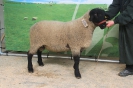 Kat 176: DE 0109 9 155 0188 TD: Hans+Bernhard Trinkl, Oberschleißheim, geb. 24.02.2015, W7/B8/ÄE7, Gewicht 106 kg