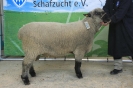 Kat 160: DE 0109 9 236 0119 JA: Christian Jahrstorfer, geb. 17.12.2015, W8/B9/ÄE8, Gewicht 147 kg