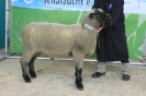 Kat 167: DE 0109 9 236 0125 JA: Christian Jahnstorfer, Arnstorf, geb. 30.12.2015, W8/B8/ÄE8, Gewicht 126 kg