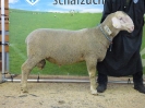 Kat 68: DE 0109 9 176 1007 S, geb. 16.11.2016, W8/B8/ÄE7, Gewicht 113 kg