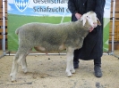 Kat 78: DE 0109 9 568 1030 RL, geb. 18.12.2016, W9/B8/ÄE7, Gewicht 106 kg